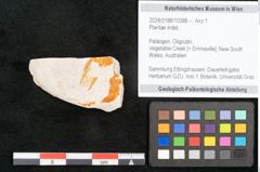 Foto (Objekt + Etikett) von Plantae indet.  (NHMW-GEO-2024-0188-10388)
